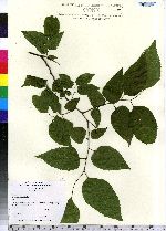 Celtis occidentalis image