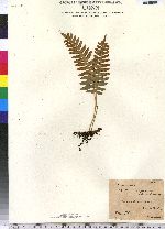 Polypodium virginianum image