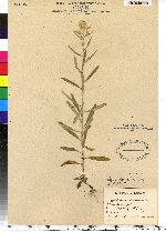 Pseudognaphalium obtusifolium ssp. obtusifolium image