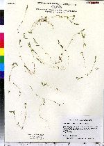 Microstegium vimineum image