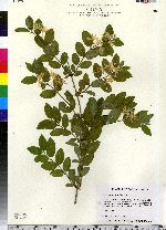 Lonicera morrowii image