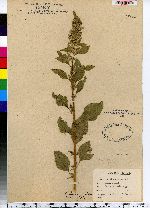 Amaranthus spinosus image