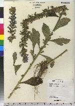 Lobelia siphilitica image