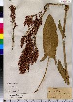 Rumex acetosa image