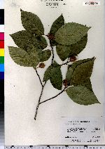 Fagus grandifolia image