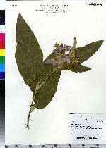 Image of Solanum campylacanthum
