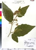 Image of Solanum incanum