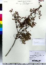 Acer rubrum image