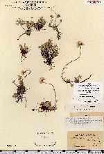 Antennaria rosea ssp. confinis image
