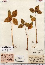 Arisaema triphyllum ssp. pusillum image