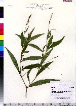 Polygonum hydropiperoides image