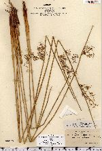 Juncus effusus image