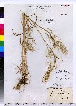 Bromus tectorum image