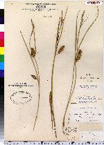 Carex olneyi image