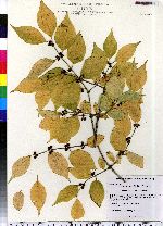 Lonicera maackii image