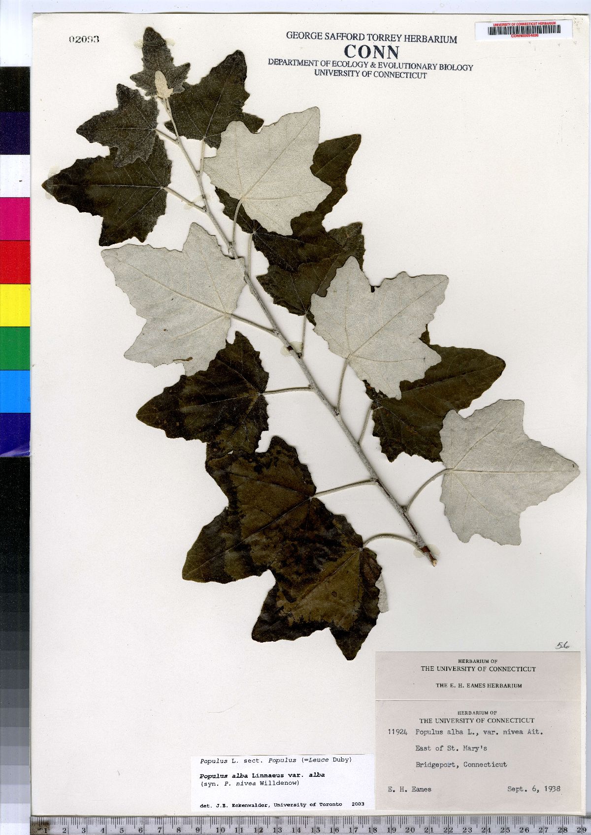 Populus alba var. nivea image