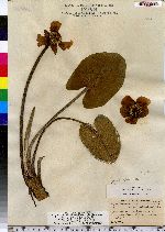 Nuphar lutea ssp. variegata image