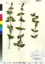 Mentha piperita image