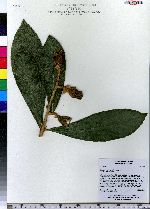 Image of Eriobotrya japonica
