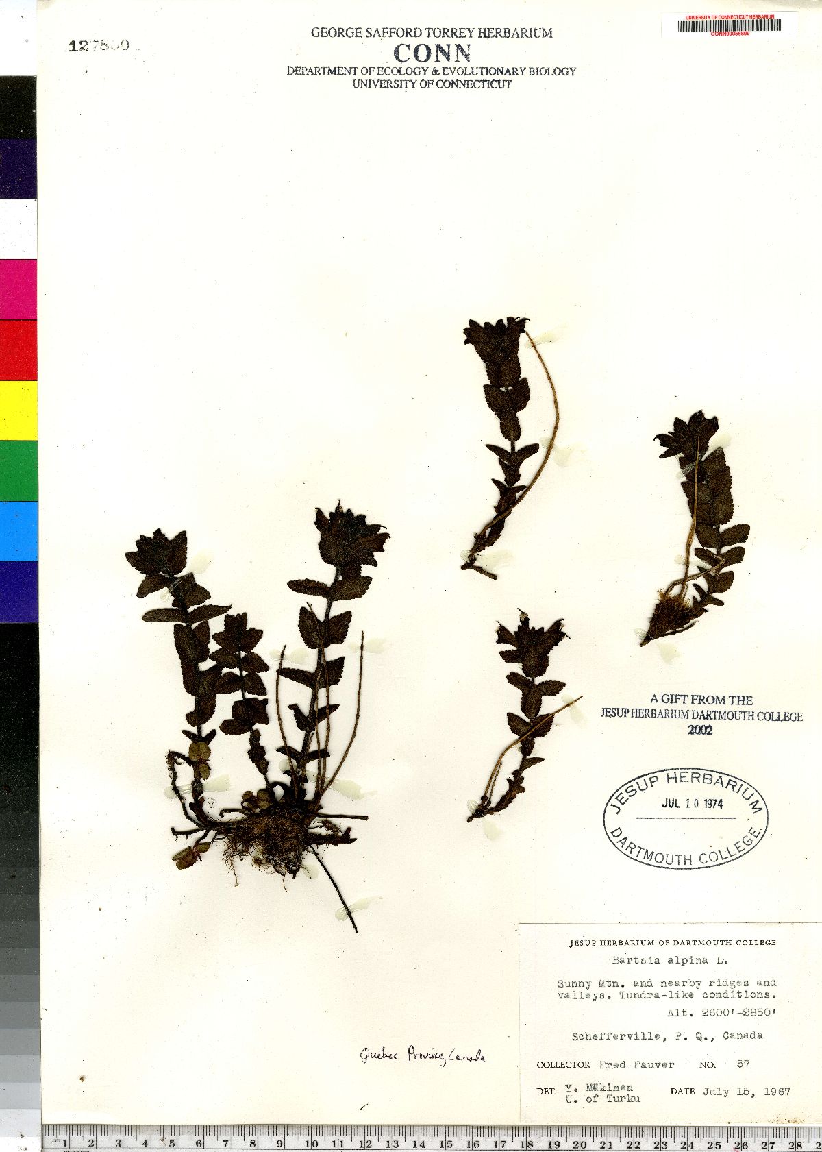 Bartsia alpina image