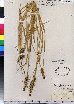 Carex stipata image