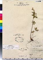 Potentilla canadensis image