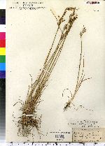 Juncus dichotomus image