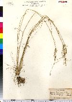 Juncus dudleyi image