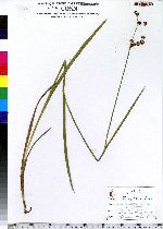 Image of Juncus ensifolius