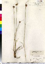 Juncus greenei image