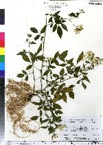 Solanum cochoae image