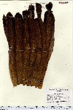 Image of Amorphophallus titanum