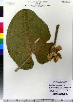 Nuphar lutea ssp. variegata image