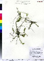 Elodea nuttallii image