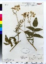 Sium latifolium image