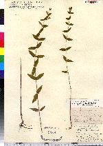 Scutellaria galericulata image