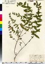 Scutellaria galericulata image