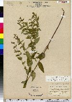 Scutellaria galericulata image