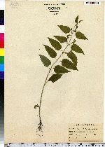 Scutellaria lateriflora image