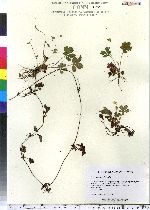 Potentilla canadensis image