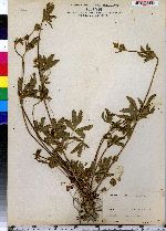 Potentilla canadensis image