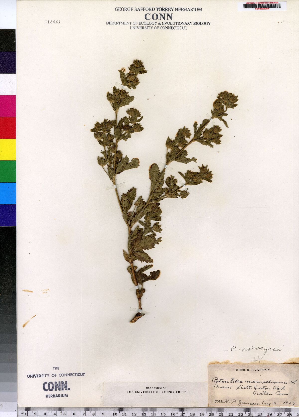 Potentilla norvegica ssp. monspeliensis image