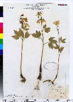 Cardamine maxima image