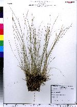 Trichophorum cespitosum image