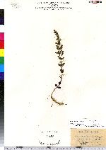 Scutellaria parvula image