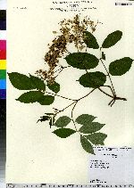 Sambucus nigra ssp. canadensis image