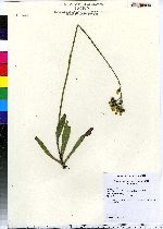 Hieracium lachenalii image