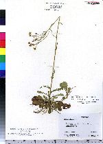 Packera obovata image