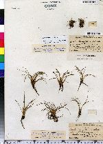 Isoetes lacustris image