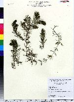 Ceratophyllum demersum image